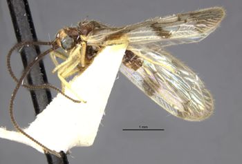 Media type: image;   Entomology 36096 Aspect: habitus lateral view